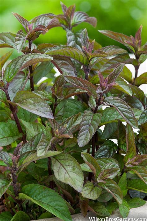 Chocolate Mint Plant