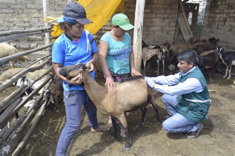 Senasa Colecta Muestras Serol Gicas De Ganado Caprino En La