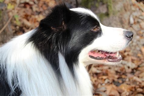 dog puppy border collie  photo  pixabay pixabay