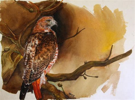 Red Tailed Hawk Painting At Explore Collection Of