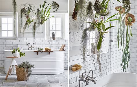 Le Piante Da Mettere In Bagno Tillandsie E Orchidee Casafacile