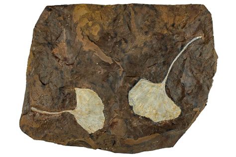 Two Fossil Ginkgo Leaves From North Dakota - Paleocene (#262664) For ...