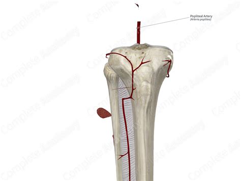 popliteal artery anatomy