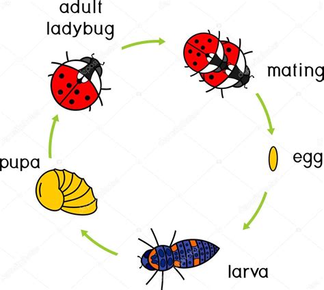 Ciclo De Vida De La Mariquita Secuencia De Etapas De Desarrollo De La Mariquita Desde El Huevo