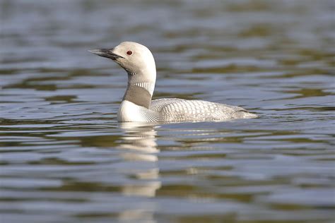 Photographer Reunites With Rare White Loon After Years Of Searching