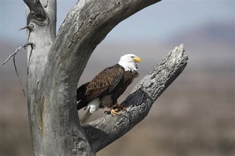 Bald Eagles In Illinois Rebound And Risks The 21st Show Illinois