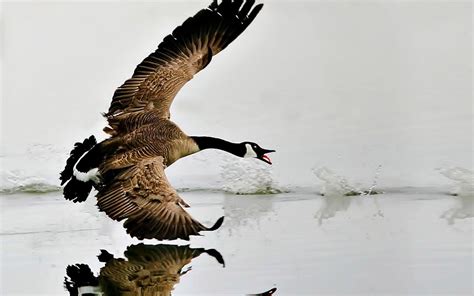 Goose Wallpapers - Top Free Goose Backgrounds - WallpaperAccess