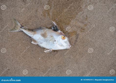 Death Fish on the Beach in Pollution Sea Scape Stock Image - Image of ...