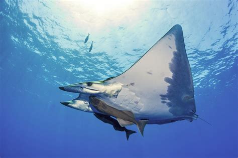 Mobula (7) - SailDive