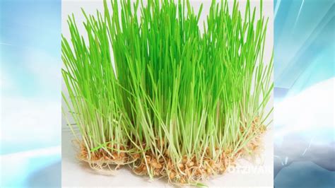 Проросшая пшеница лечит организм 🌿 | Правильное питание | Жуков Евгений ...