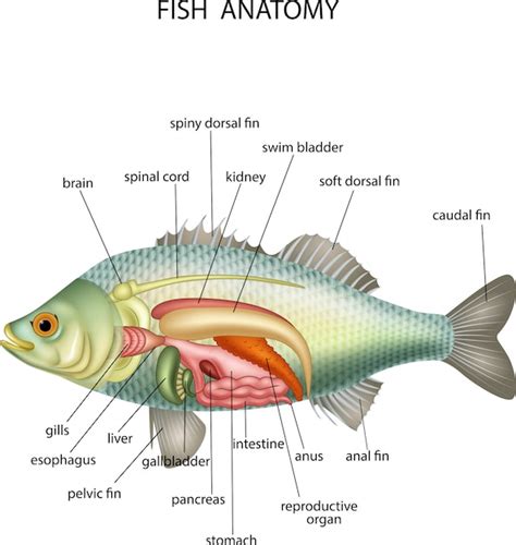 Anatomia De Un Pez