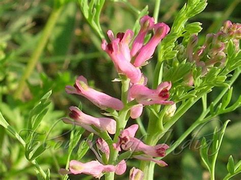 Fumaria Indica Indian Fumitory