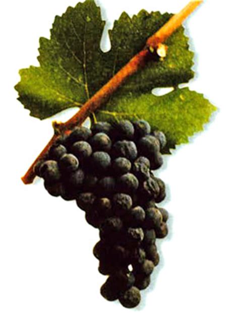 Рубин - сорт винограда