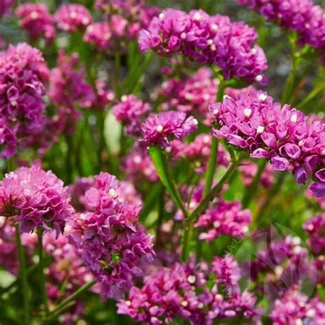 Kermėkas karpytalapis Limonium Sinuatum Rožinis sėklos 70 vnt