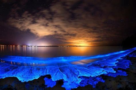 Top 3 Things To Know About The Bioluminescent Glowing Beach In The