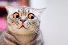 cat kitten pet portrait  stock photo public domain pictures