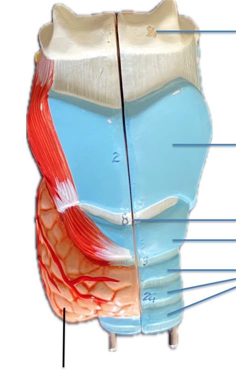 Larynx Labeling Diagram Quizlet