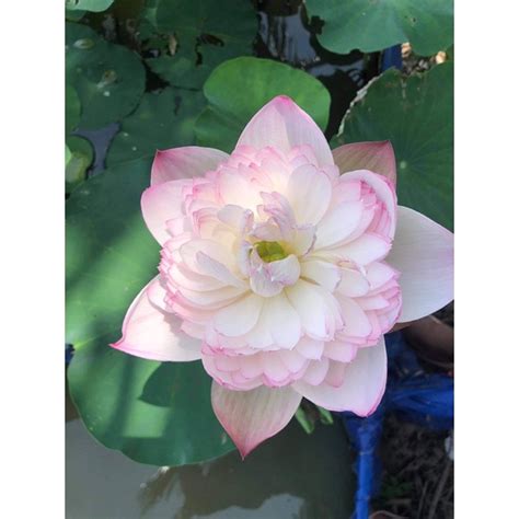 CỦ SEN SUPER LOTUS HOT GIRL VƯỜN SEN NHA TRANG Shopee Việt Nam