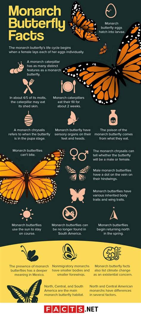 50 Magnificent Monarch Butterfly Facts You Can't Miss - Facts.net