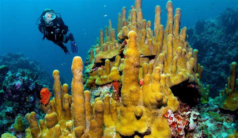 St Lucia Maduro Dive Exclusive Scuba Diving Packages