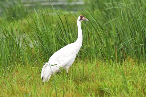 6 Fascinating Whooping Crane Facts Birds And Blooms