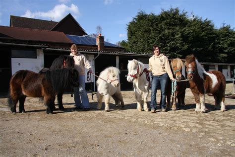 Shetland Ponies Longdown Activity Farm Ashurst New Forest