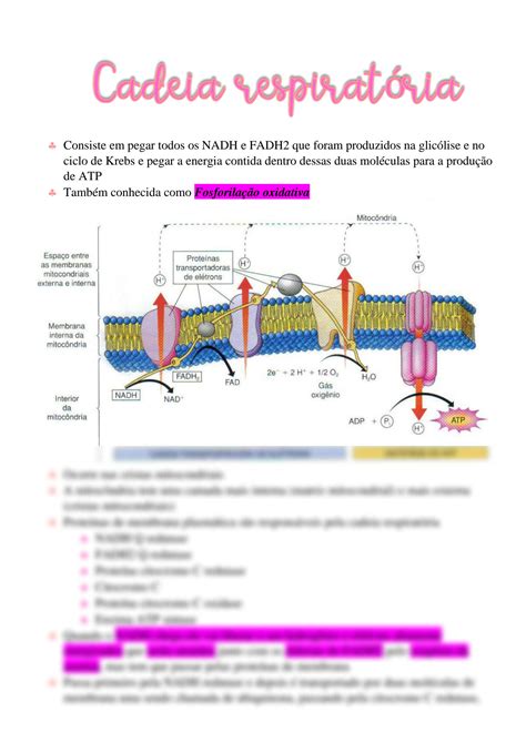 SOLUTION Respira O Celular Cadeia Respirat Ria Fosforila O Oxidativa