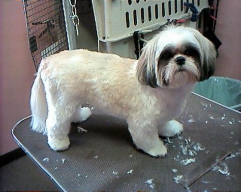 west covina bubble dog pet grooming boarding