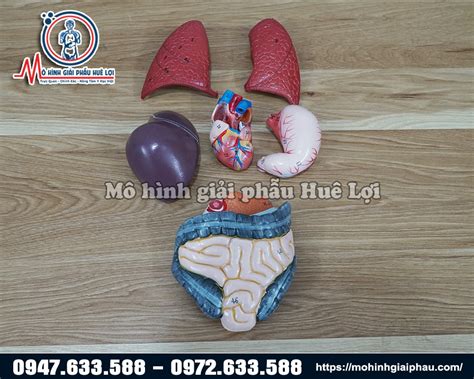 Mô Hình Giải Phẫu Cơ Và Nội Tạng 78cm