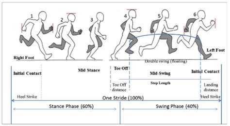 run breaking   gait cycle  biomechanics
