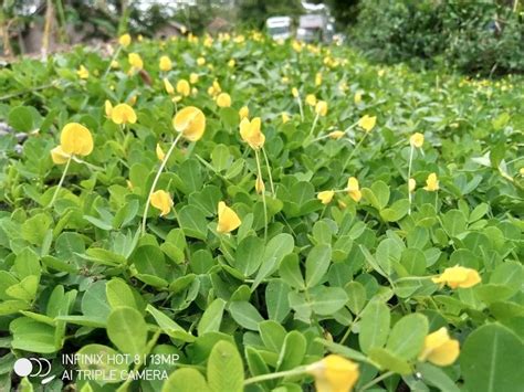 Infinix Hot Review Daya Tahan Baterai Andal Performa Standar Laptophia