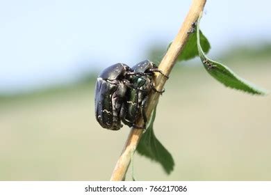 Pairing Beetles This Love Sex Beetles Stock Photo 766217086 Shutterstock