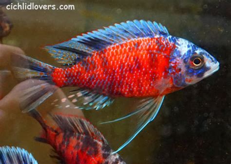Tropheus Moorii Bemba Orange Flame
