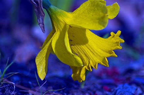 Early Spring Narcissus Garden Free Photo On Pixabay