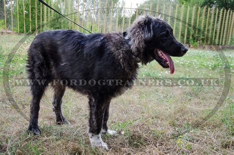 designer big dog collar  caucasian shepherd uk ps