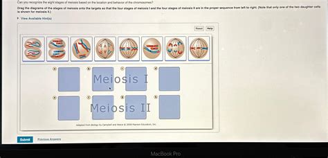 Solved Can You Recognize The Eight Stages Of Meiosis Based Chegg