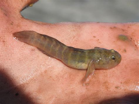 About Naked Goby Maryland Biodiversity Project
