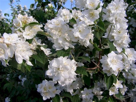 Купить Чубушник Лемуана (Lemoinei) (Philadelphus lemoinei) - описание ...