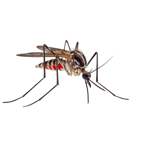 100 Free Aedes Aegypti And Aed Images Pixabay👧 Experimente A Exclusiva