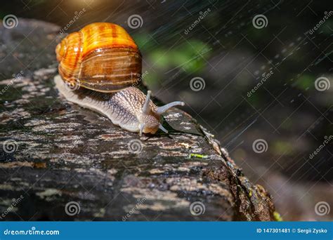 Snail On A Tree In A Summer Park Outdoors Stock Image Image Of Nature