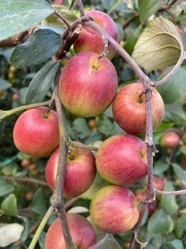 Thai Full Sun Exposure Ball Sundari Apple Ber Plant For Garden At Rs