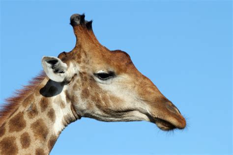 jerapah foto stok  gambar  afrika afrika selatan