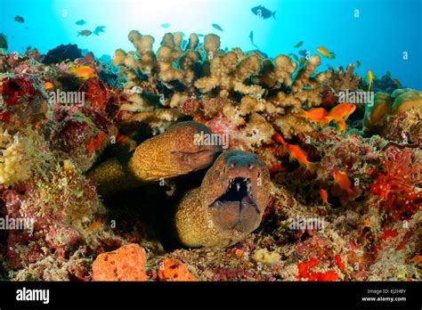 Gymnothorax Viridipinnis Hi Res Stock Photography And Images Alamy