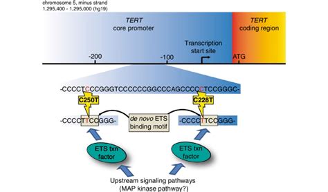 Tert Promoter Mutations Generate De Novo Ets Binding Sites The