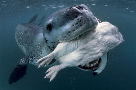 Leopard Seal Eating Penguin