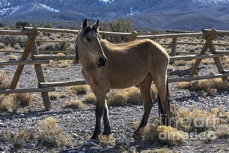 Wild Buckskin Mustang Wild Mustangs Buckskins Horses