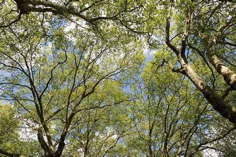 25 Different Types of Hardwood Trees (With Pictures) | House Grail