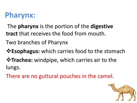 Digestive system of camel | PPT