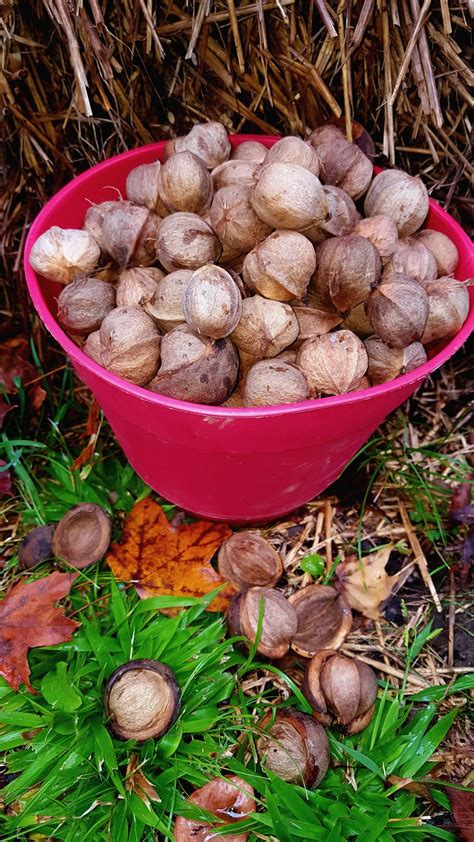 Hickory Nut Harvest | Smithsonian Photo Contest | Smithsonian Magazine