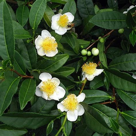 How To Grow Your Own Flowering Tea Plant Camellia Sinensis House